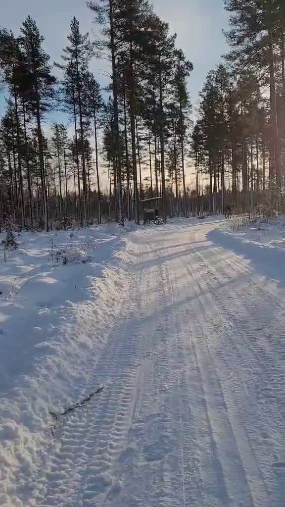 Allround hästar till salu: En bästavän i Valbo - Video 1