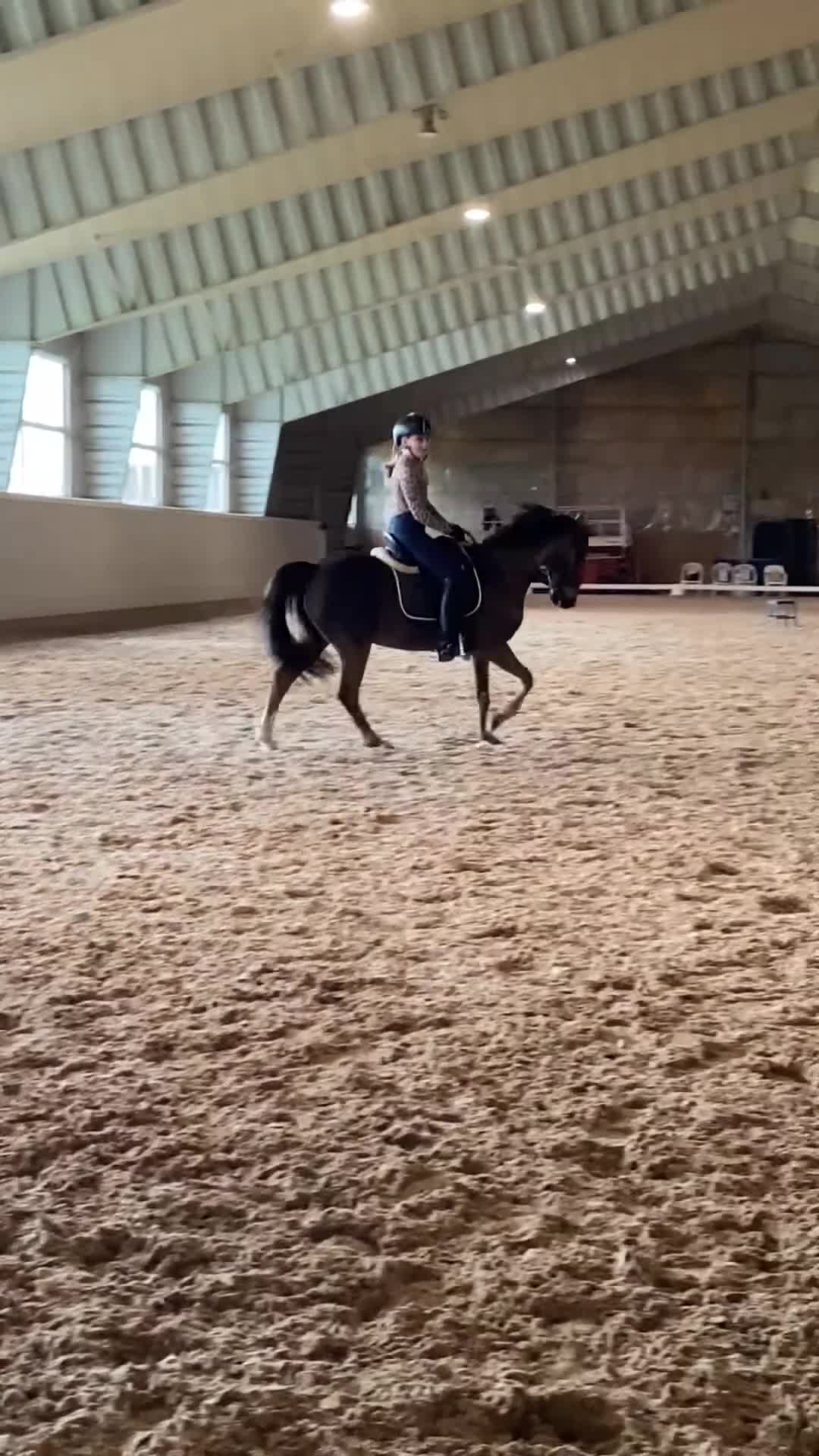 Dressyr hästar till salu: SM ponny och läromästare med stort ❤️ - Video 4