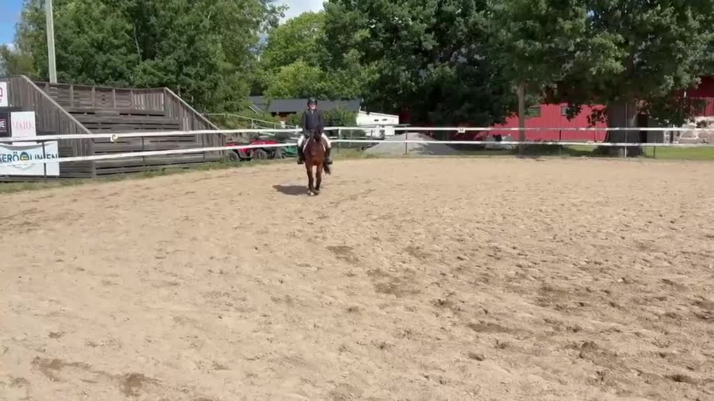 Hoppning hästar till salu: Guldponny - Video 3