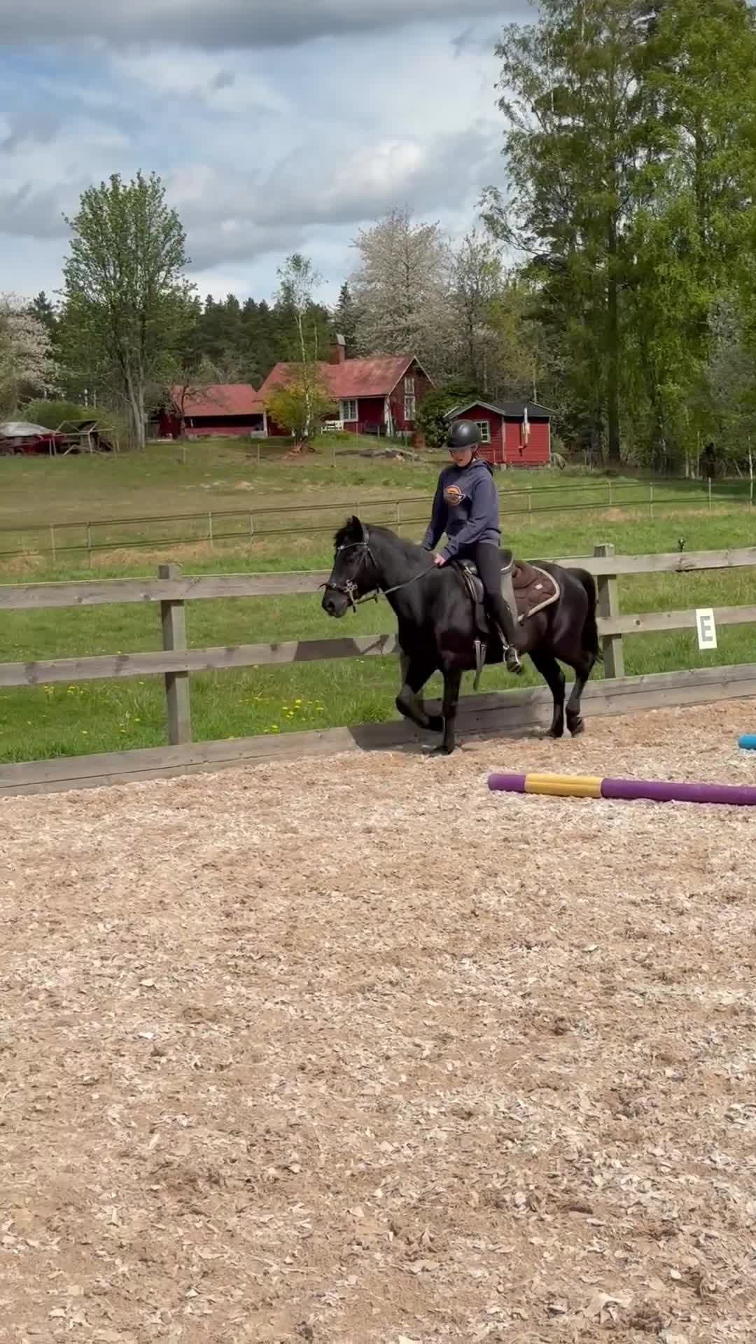 Allround hästar till salu: Vacker helsvart kör & ridponny - Video 2