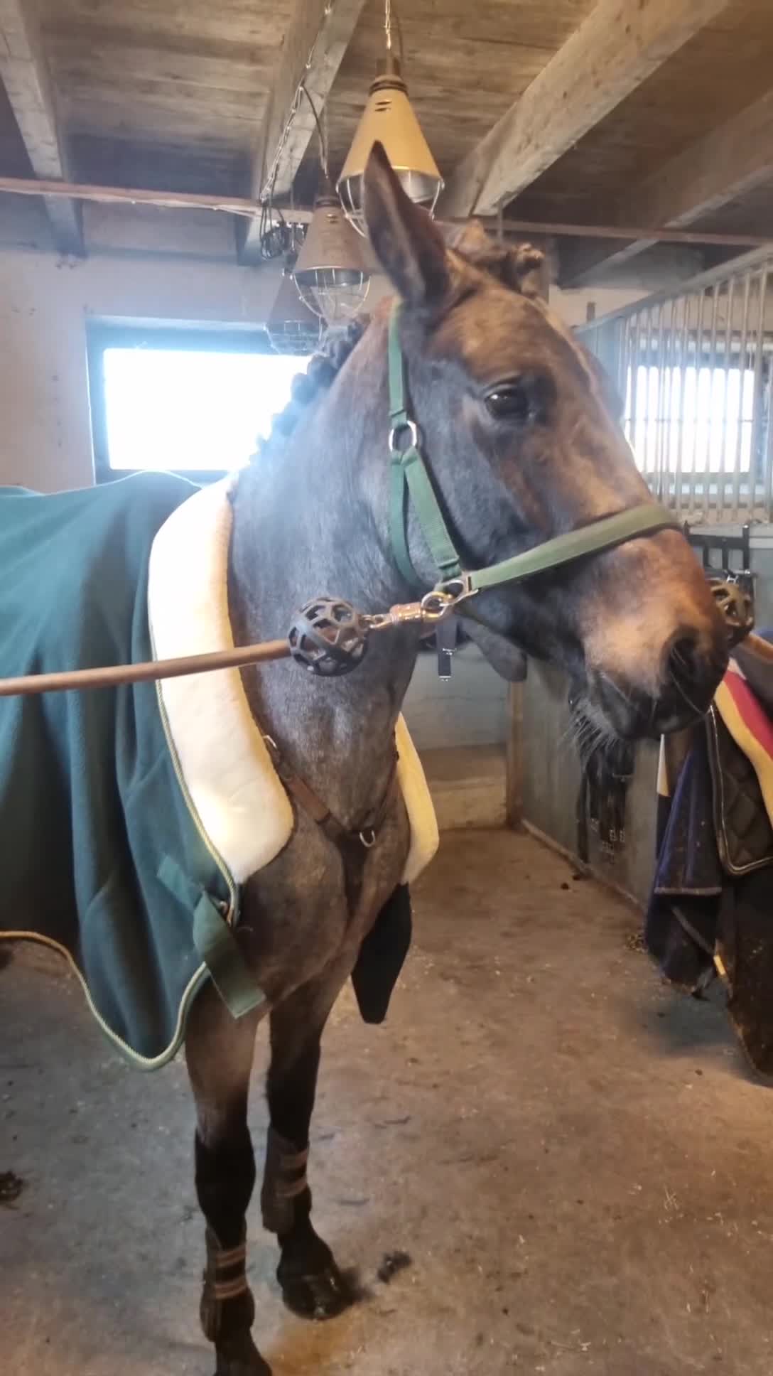 Allround hästar till salu: Någons bästa vän - Video 1