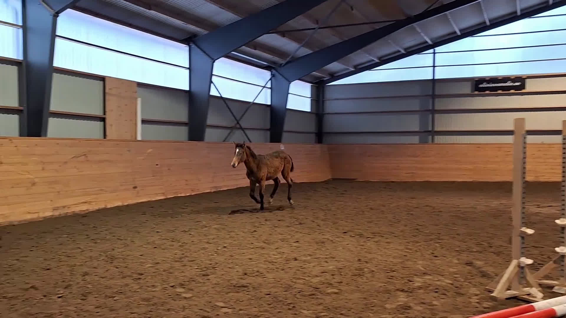 Hoppning hästar till salu: Uttrycksfullt ettåring med fantastisk hoppstam! - Video 1