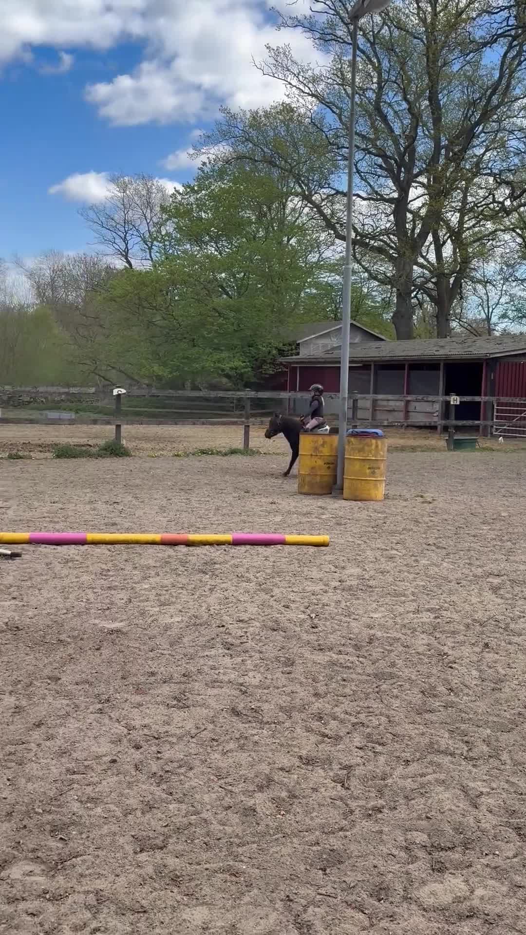 Allround hästar till salu: Fantastisk barnponny - Video 3