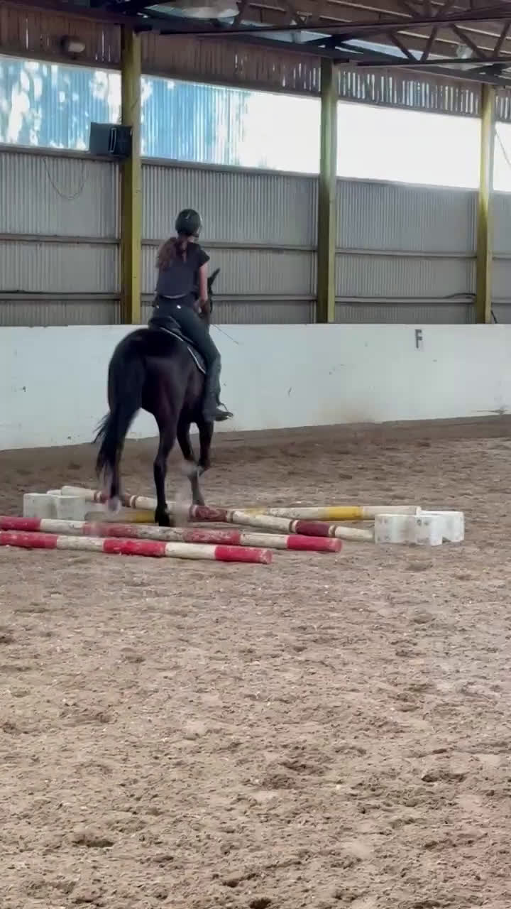 Allround hästar till salu: Snäll åttaåring säljes i Torslanda - Video 1