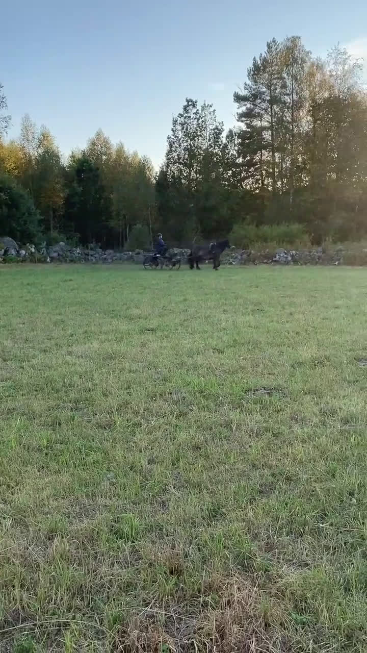 Körning hästar till salu: Kör/allround häst i Hallabro - Video 2