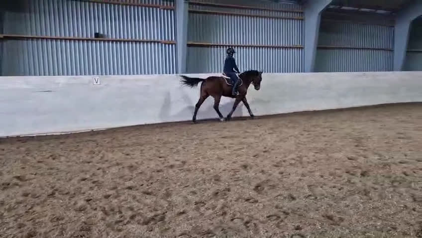 Övrigt hästar till salu: *Tingad* Trevlig allroundhäst - Video 3