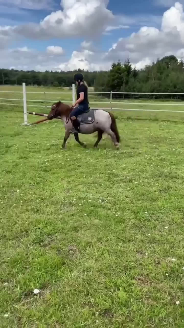 Allround hästar till salu: Trevlig Shettlandsponny i Östansjö - Video 1