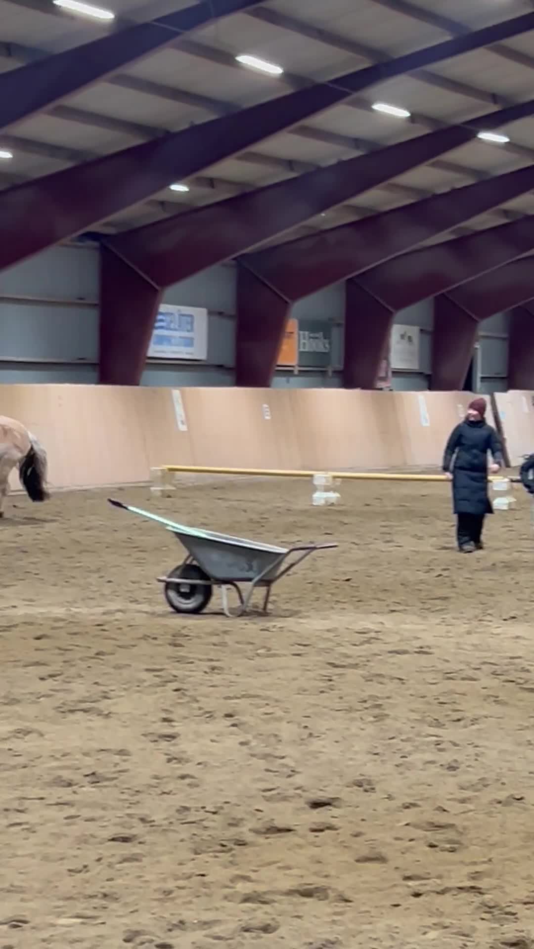 Allround hästar till salu: Ponny med stor potential  - Video 3