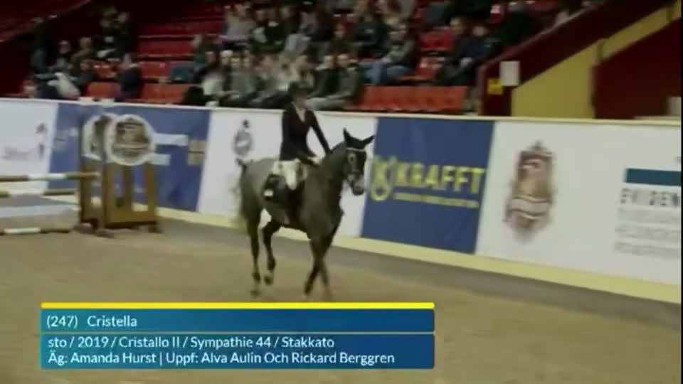 Hoppning hästar till salu: Kvalitetssto - Video 1