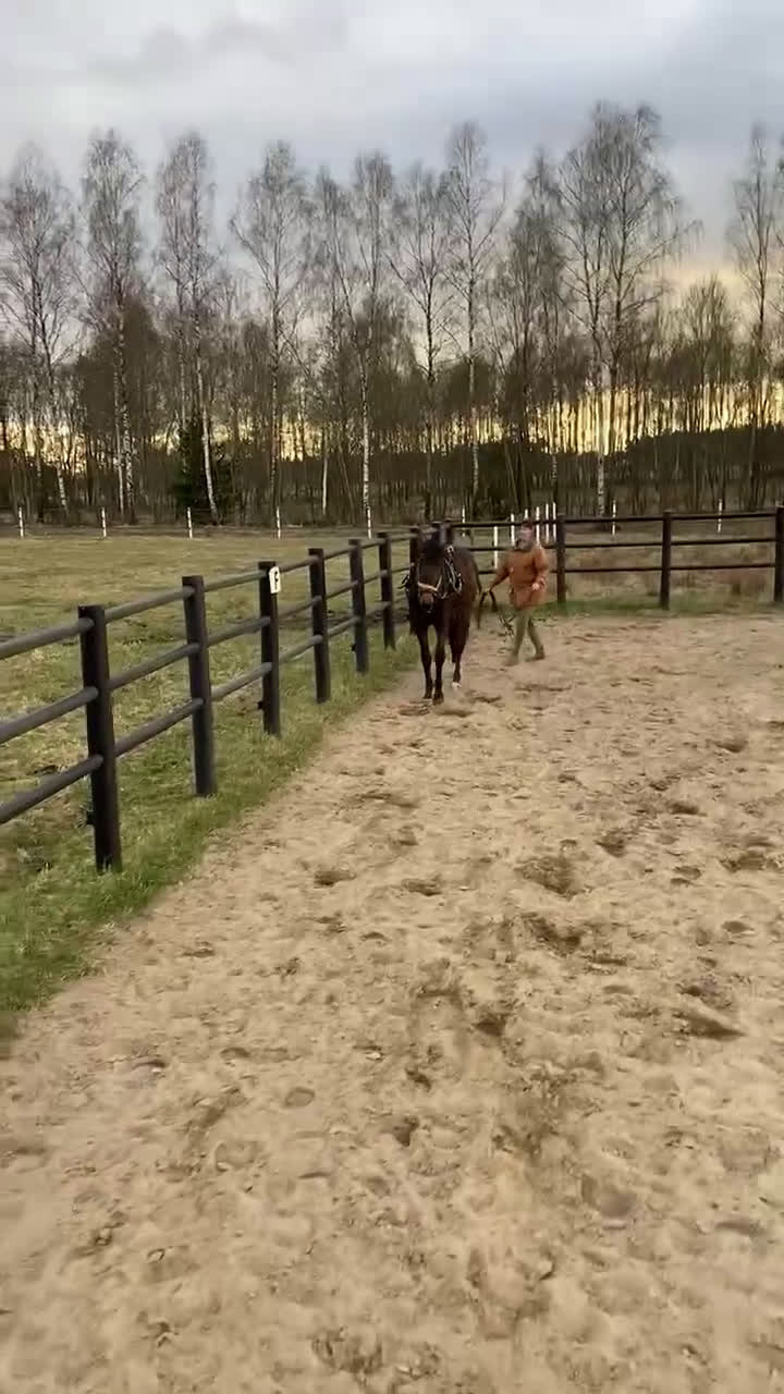 Fälttävlan hästar till salu: Trevlig unghäst till dressyr eller fälttävlan.  - Video 1