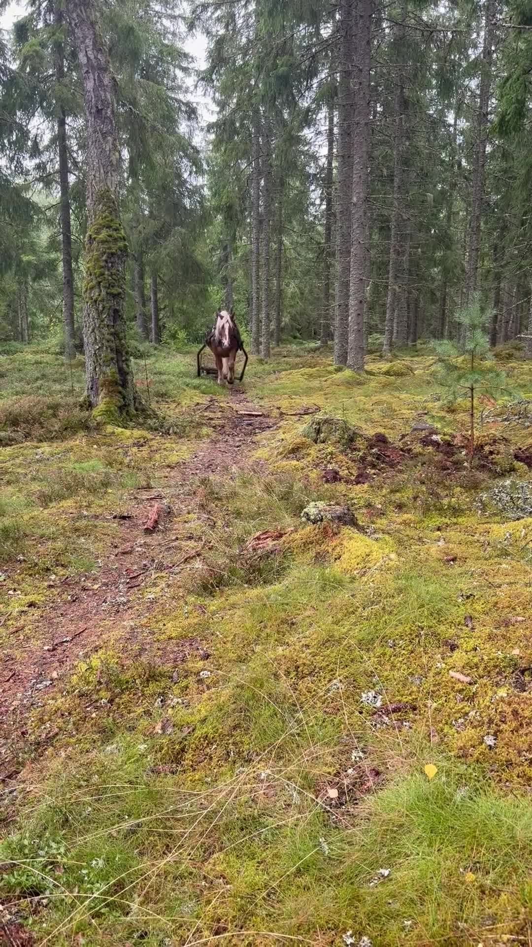Allround hästar till salu: Nordsvensk  - Video 2
