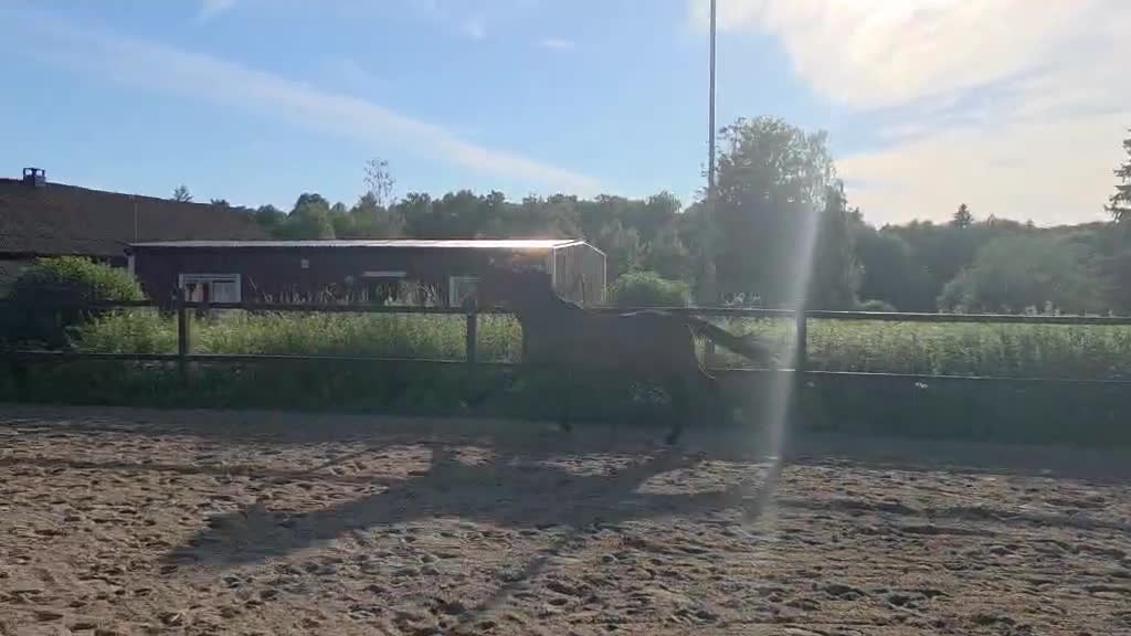 Dressyr hästar till salu: Ämne för framtiden i Borensberg - Video 5