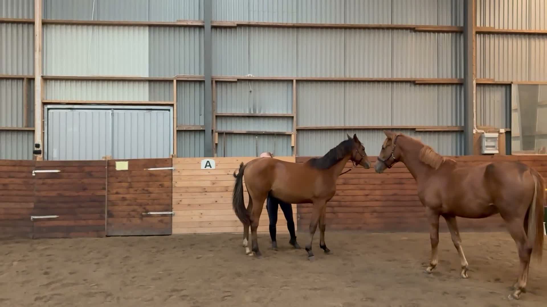 Dressyr hästar till salu: Ettåring som gärna får bo kvar hos oss nåt år till - Video 4