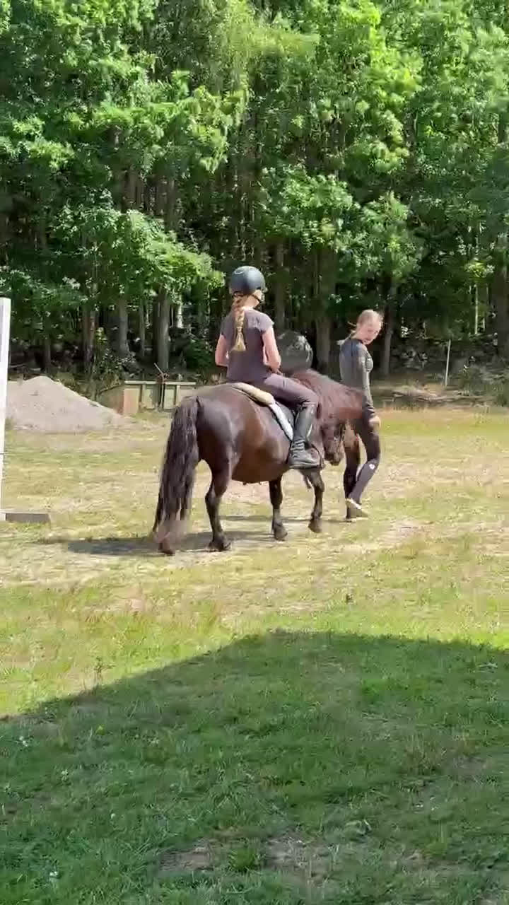 Allround hästar till salu: Avel / ridponny i Sölvesborg - Video 2