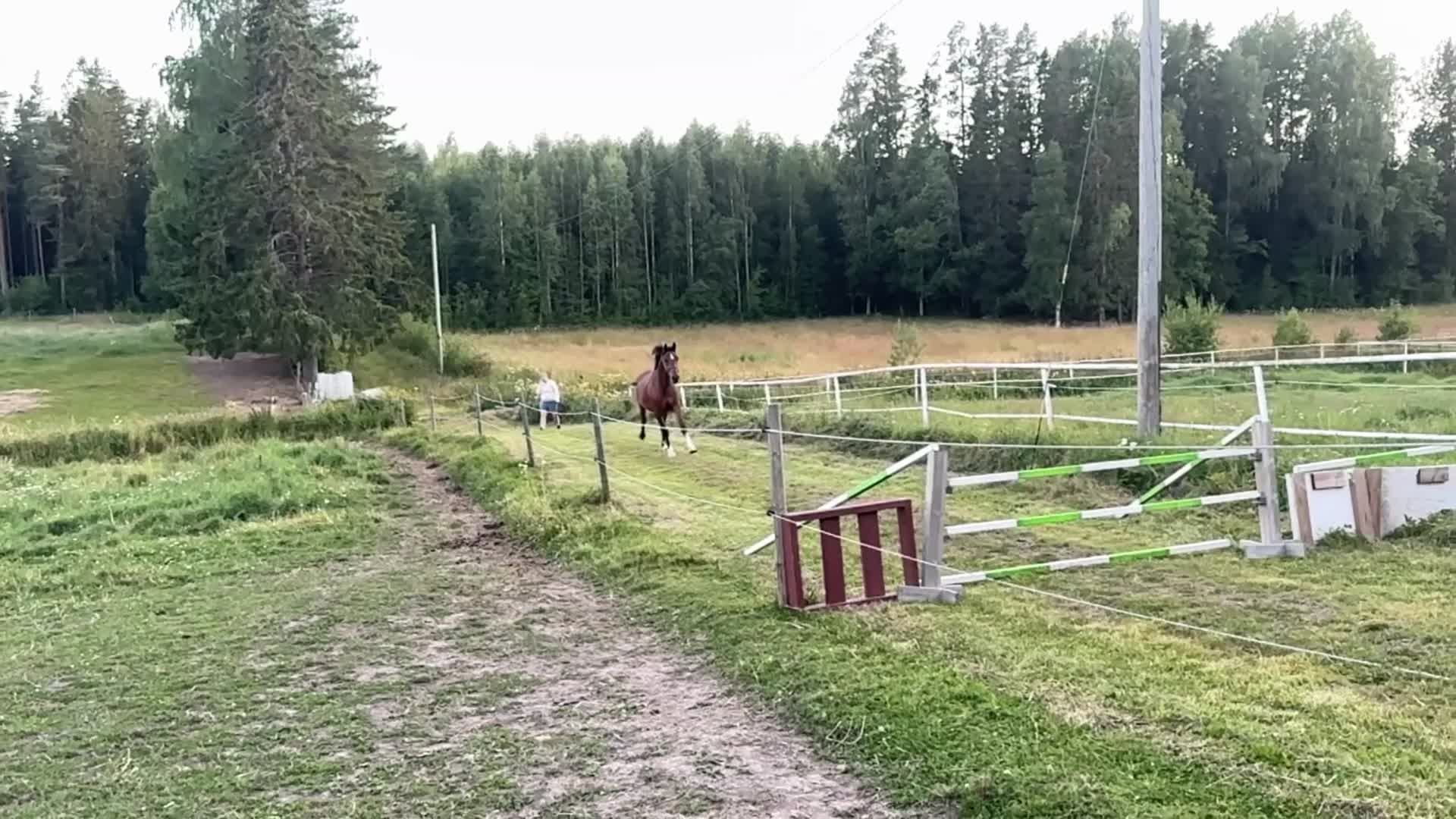 Hoppning hästar till salu: 2 årig hopphäst.  - Video 1