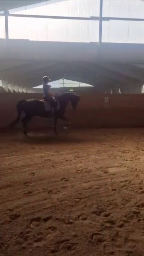 Dressyr hästar till salu: Finaste killen❤️ Rätt hem viktigare än priset i Närkesberg - Video 1