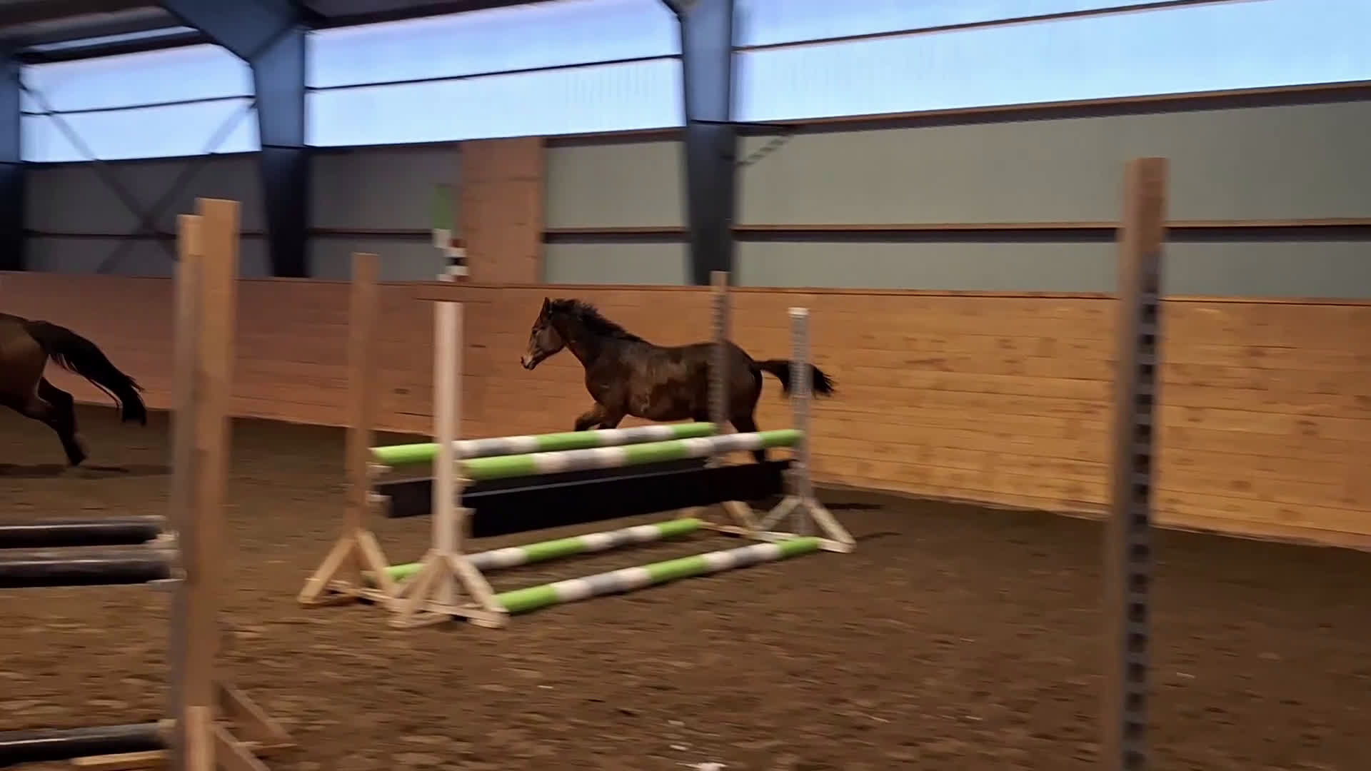 Hoppning hästar till salu: Uttrycksfullt ettåring med fantastisk hoppstam! - Video 3