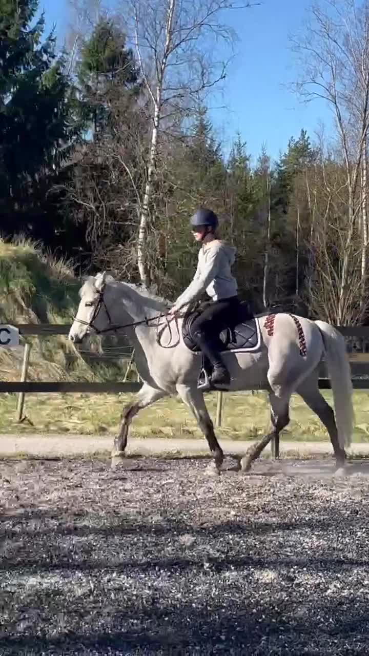 Sällskap hästar till salu: Världens bästa Milo - Video 2