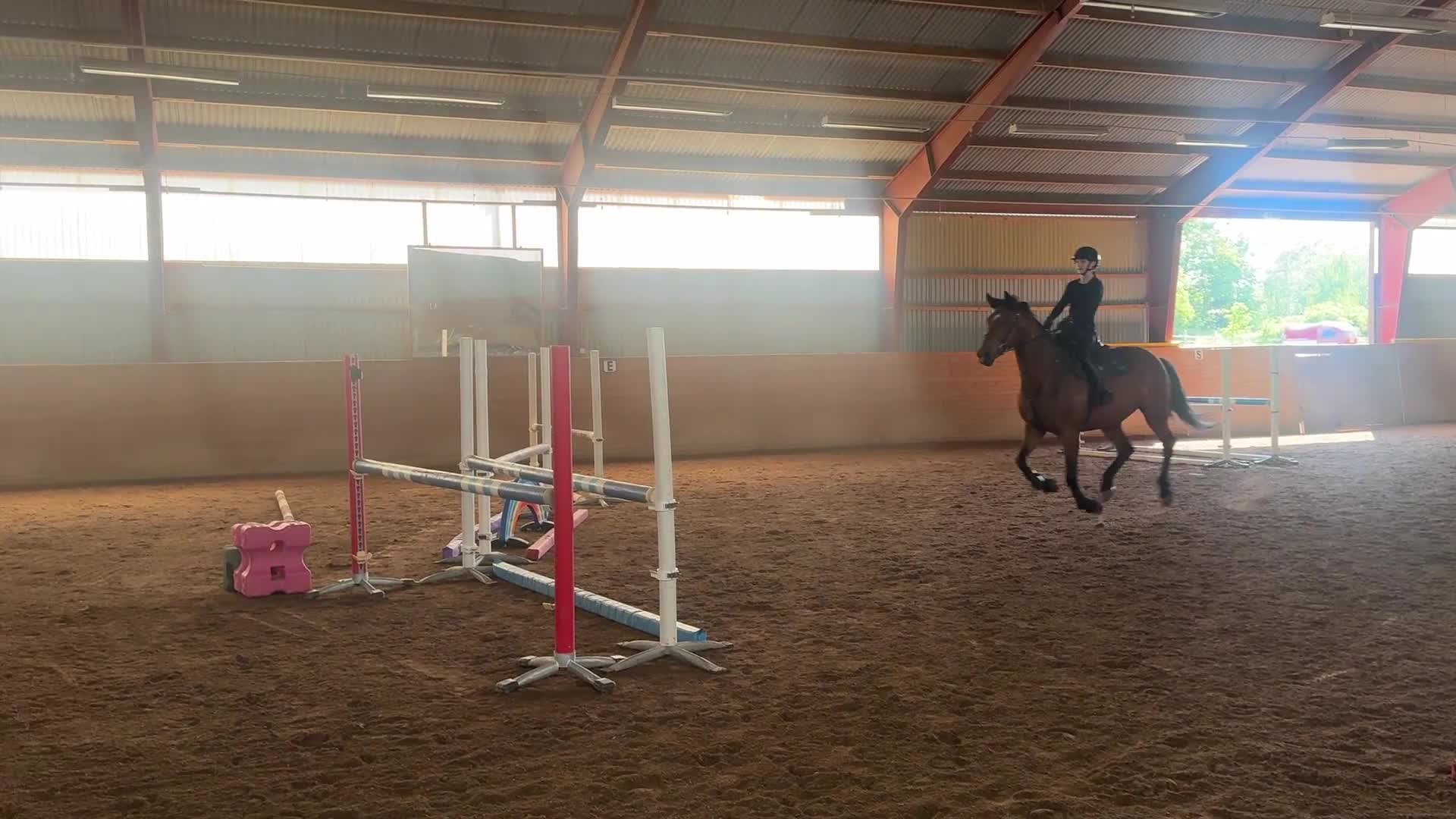 Allround hästar till salu: Snyggt sto - Video 2
