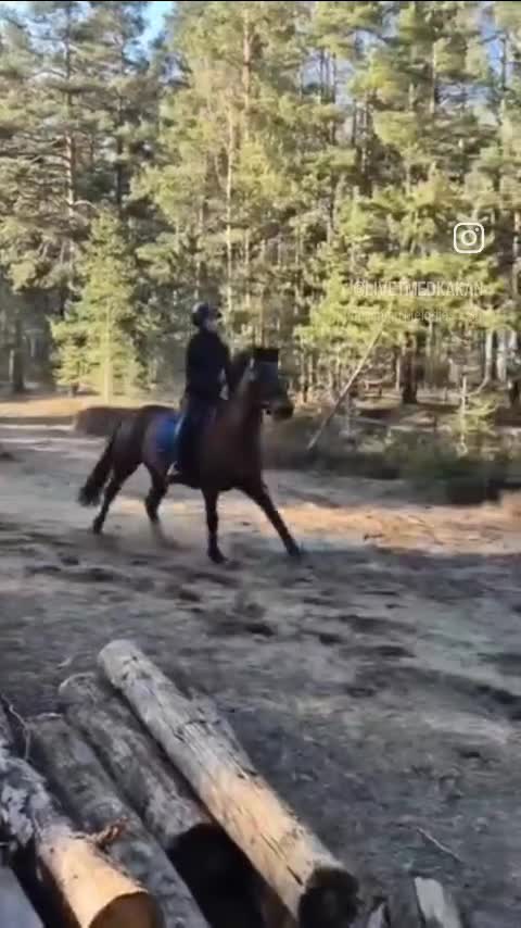 Allround hästar till salu: Bästa kompis eller tävlingsponny - Video 3