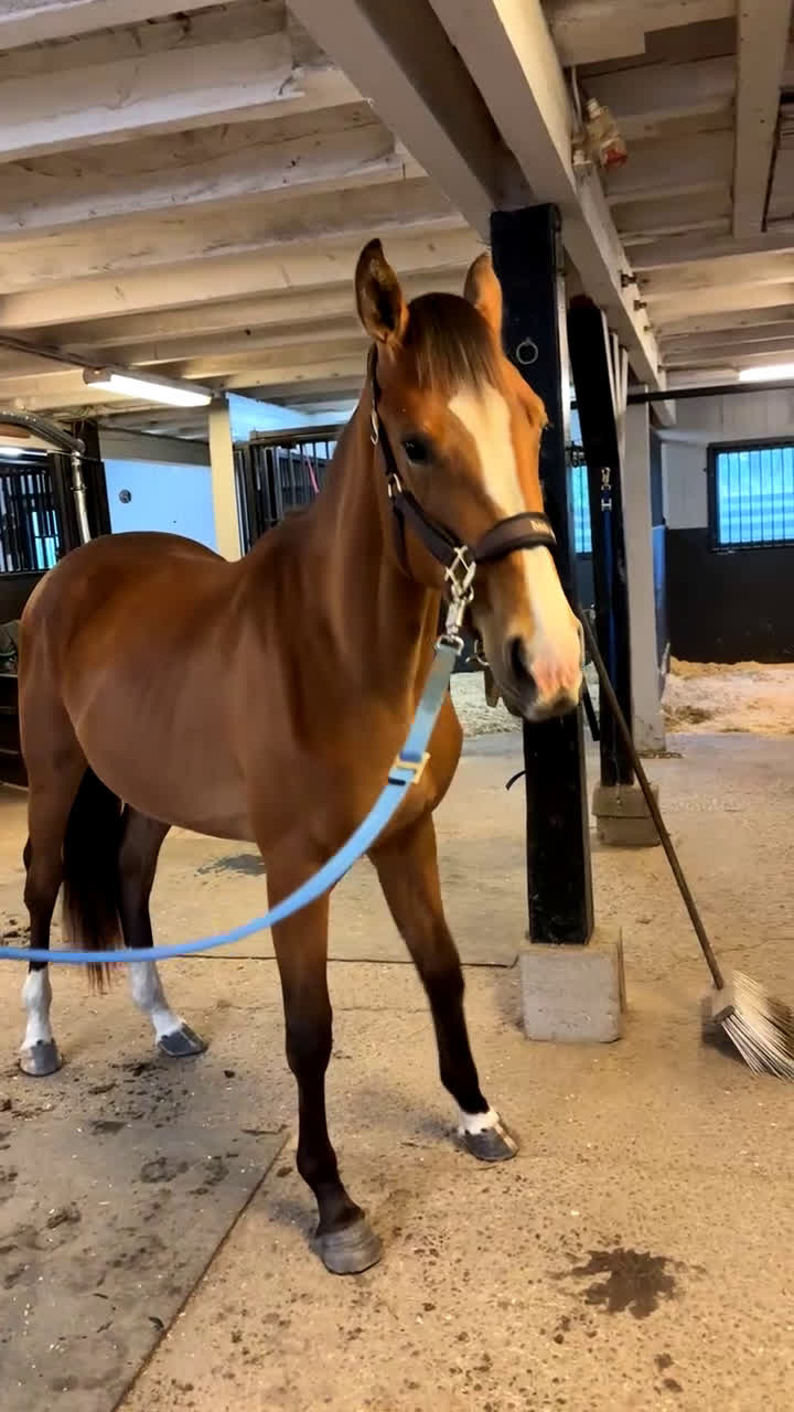 Hoppning hästar till salu: 3-årigt sto e. Glasgow Van't Merelsnest - ChinChin - Video 1