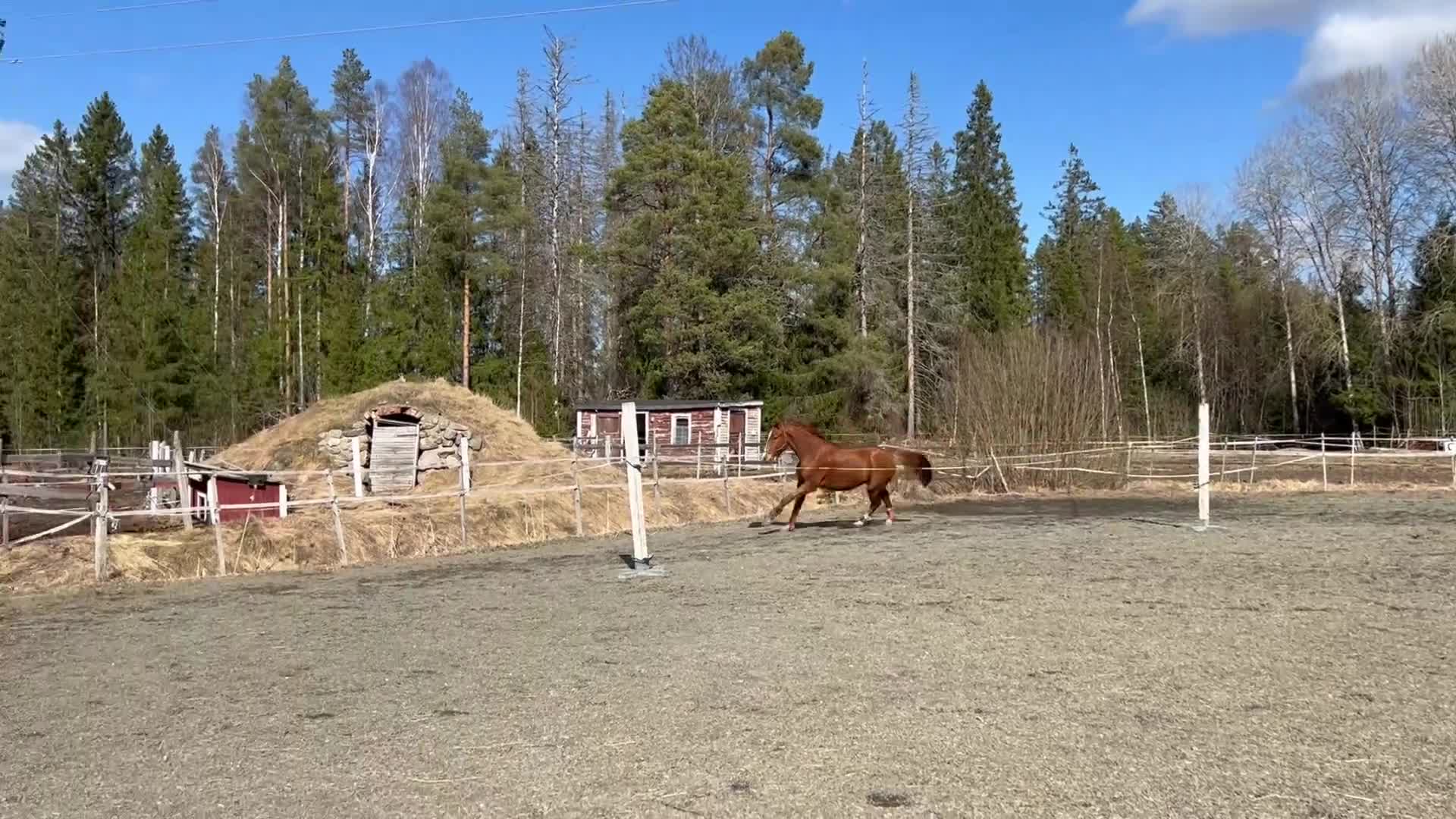 Allround hästar till salu: Mycket trevlig unghäst - Video 1