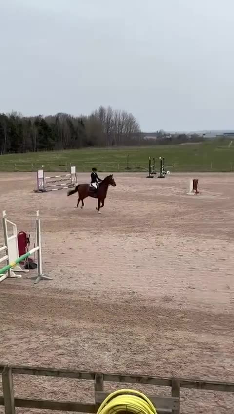 Hoppning hästar till salu: 🌟 SWB HOPPHÄST 🌟 - Video 1