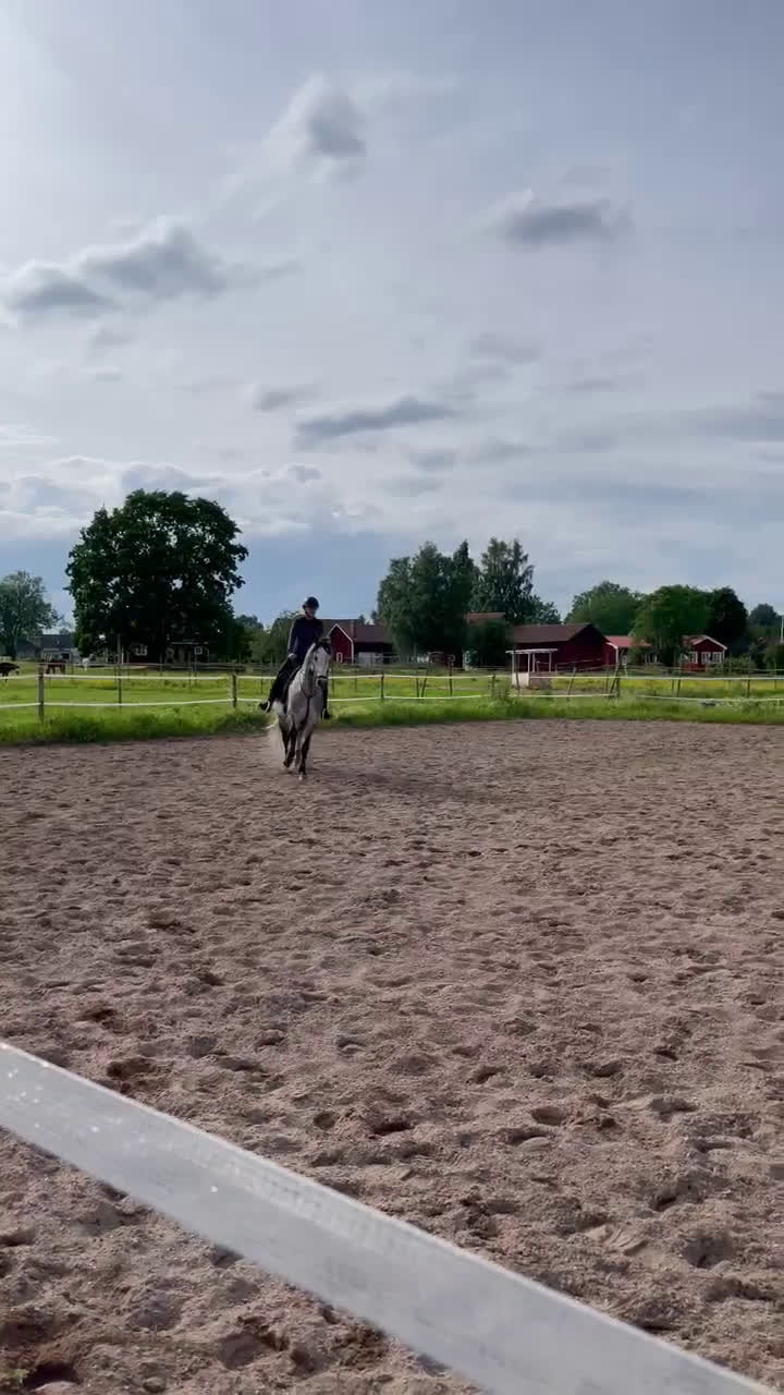 Allround hästar till salu: Superfin PRE valack  i Borlänge - Video 1