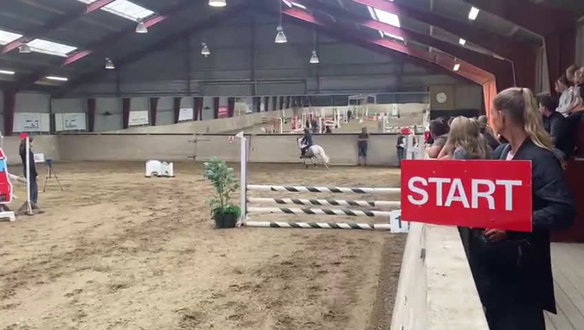 Hoppning hästar till salu: Fantastisk sød lærermester   - Video 3