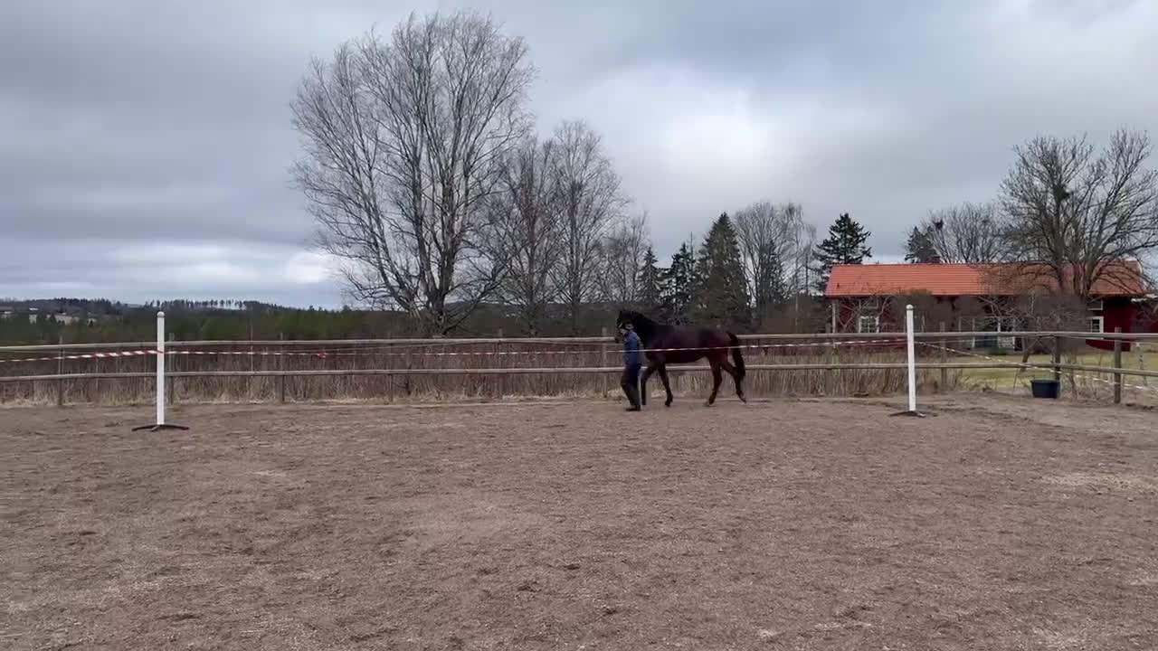 Hoppning hästar till salu: Svenskfödd tvåårshingst e Don't Touch Tiji Hero - Video 1