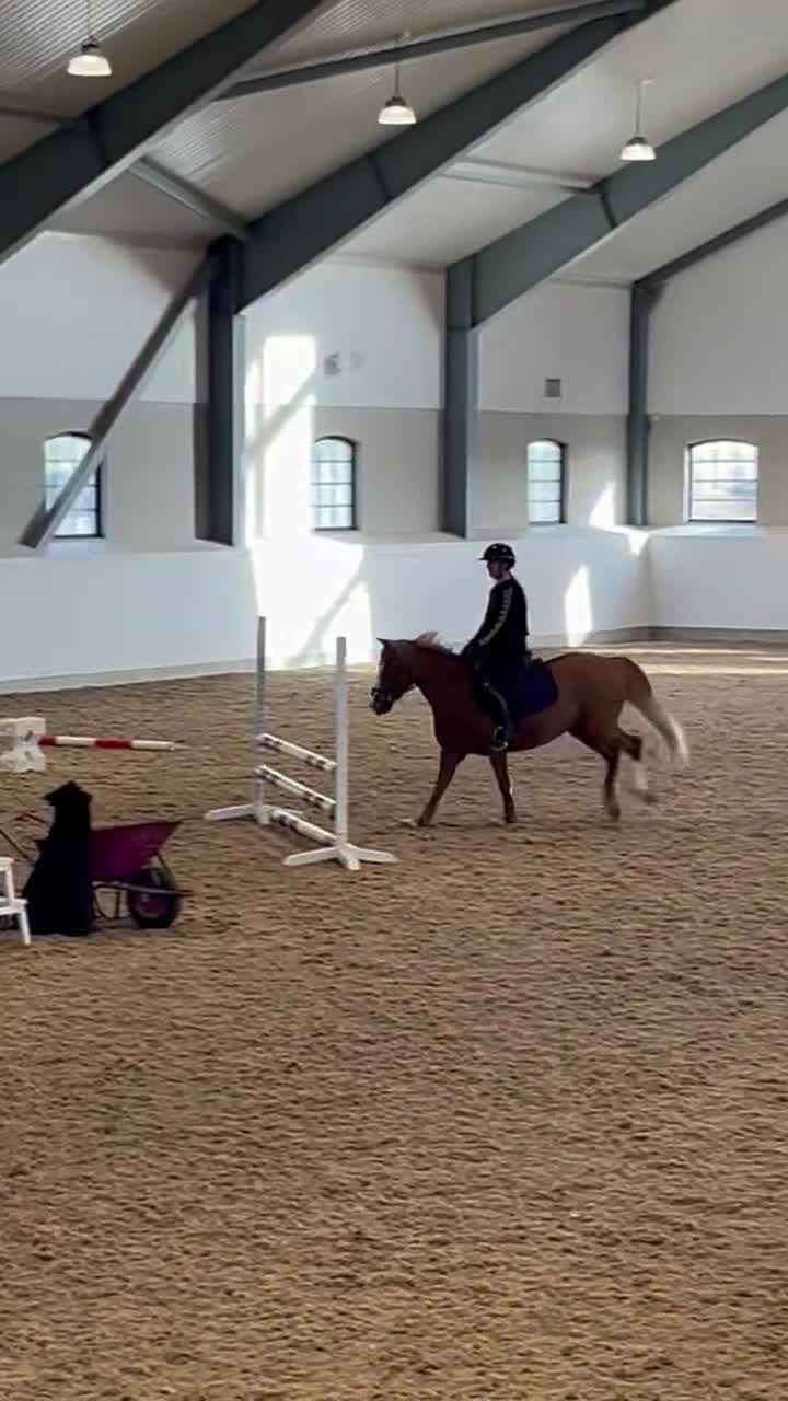 Dressyr hästar till salu: Fantastisk c-ponny med stor charm - Video 2