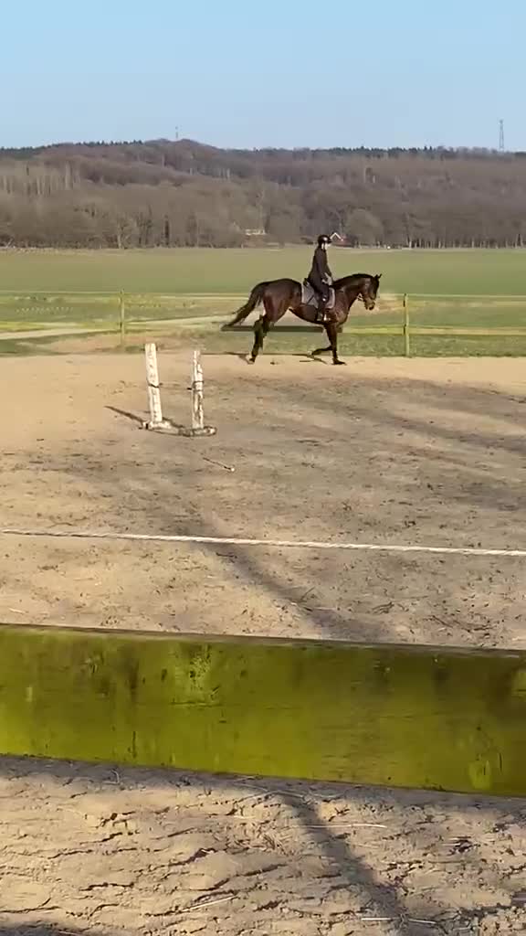 Hoppning hästar till salu: Trevlig valack  - Video 3
