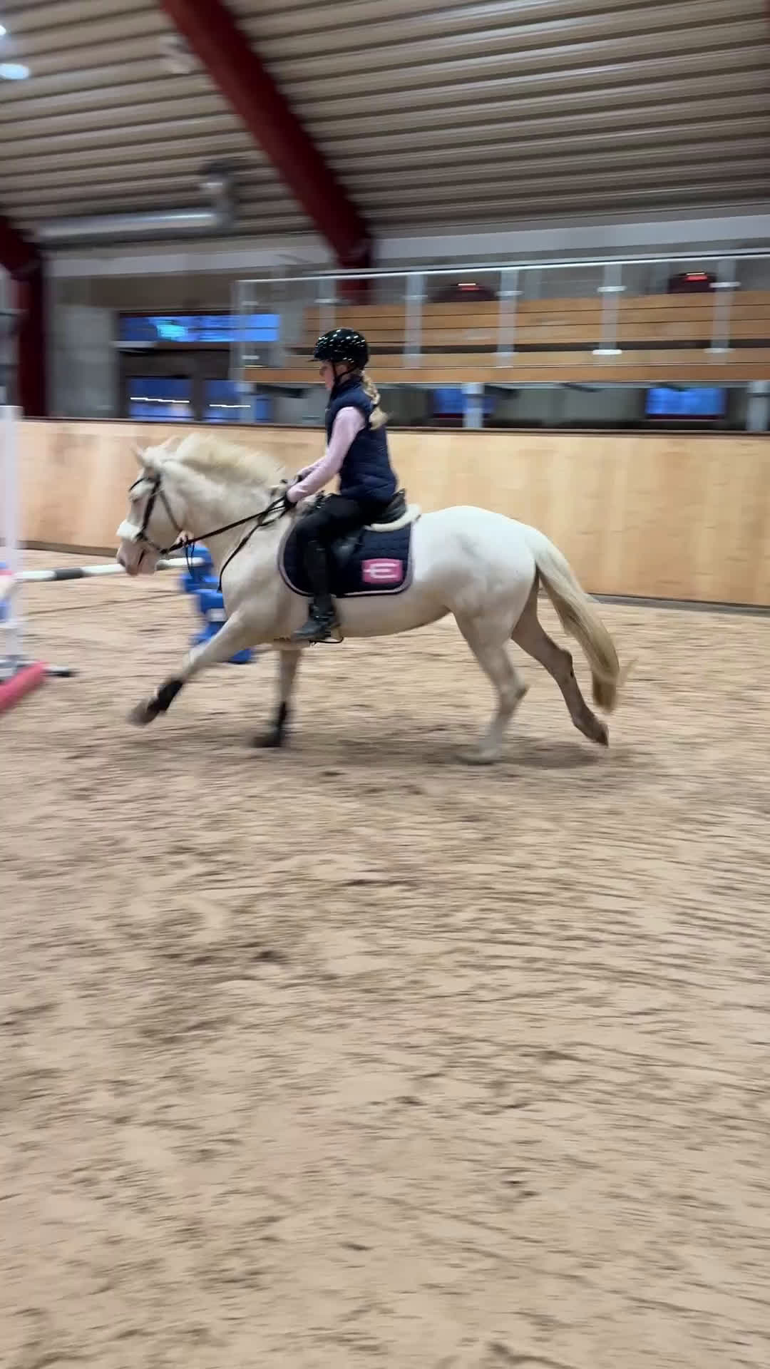 Hoppning hästar till salu: Talangfull drömponny! - Video 3