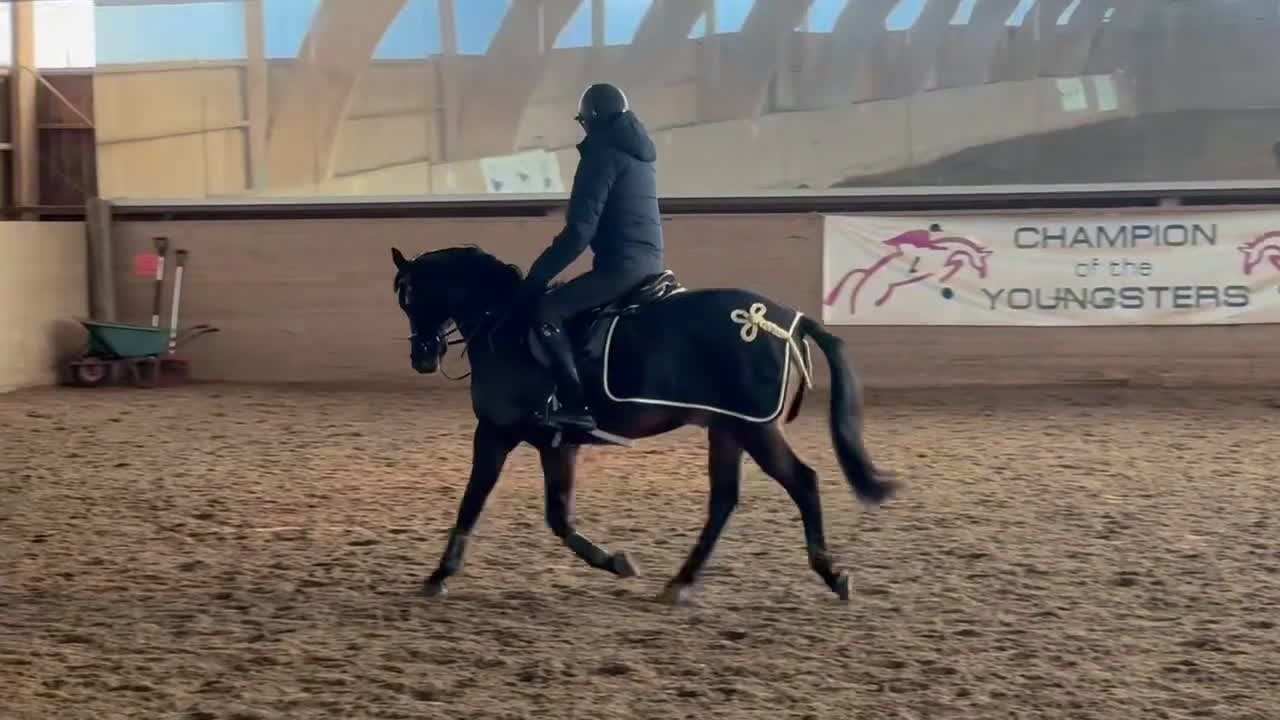 Allround hästar till salu: Snäll läromästare  i Upplands Väsby - Video 3