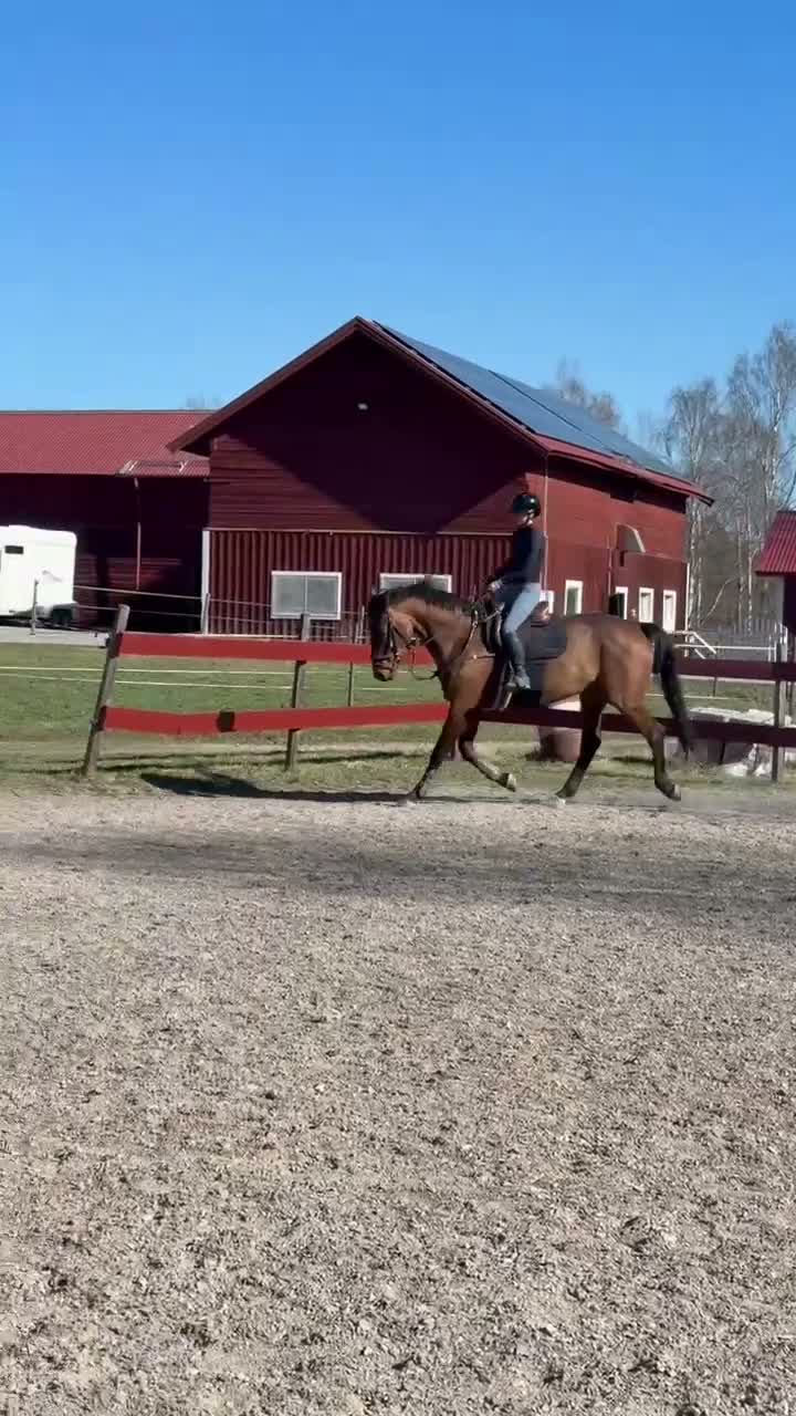 Hoppning hästar till salu: Charmig allroundhäst med mycket att erbjuda! - Video 2