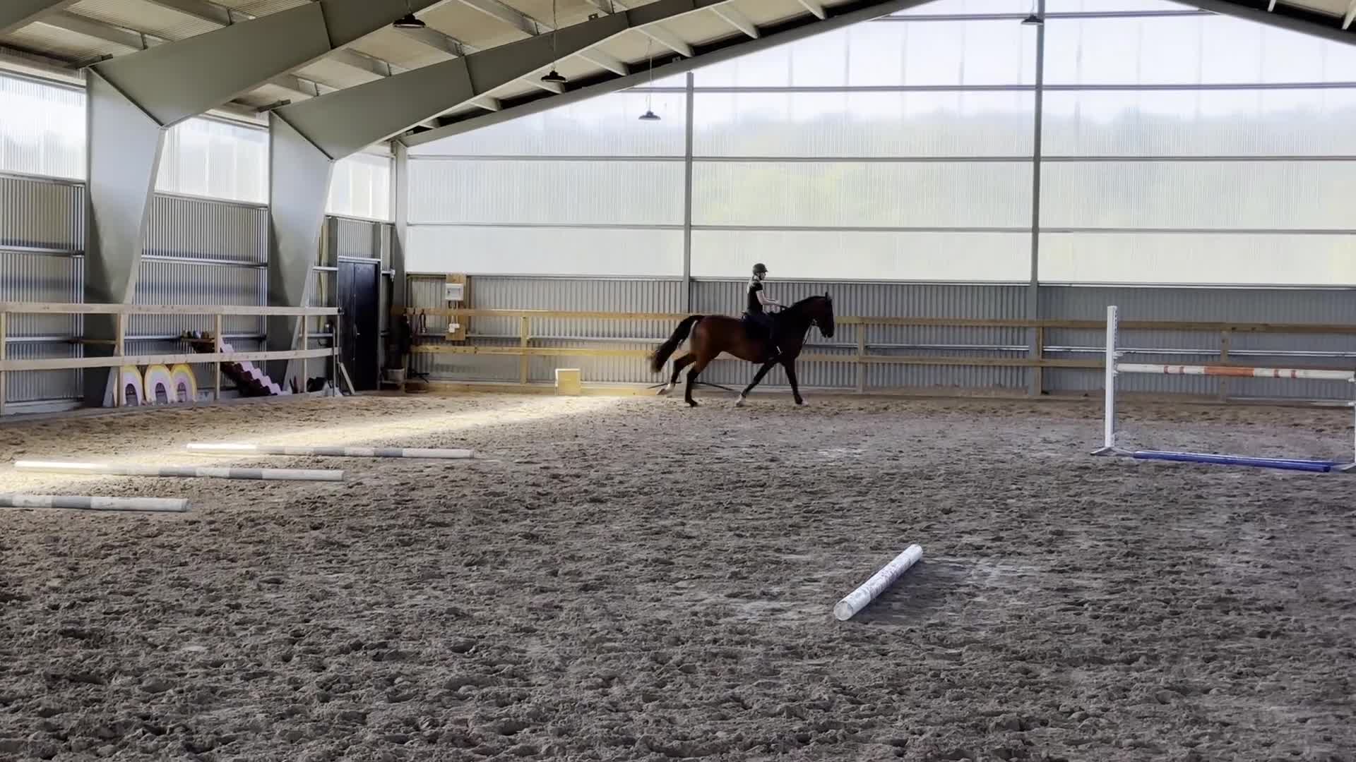 Hoppning hästar till salu: Valack med stor potential  - Video 1