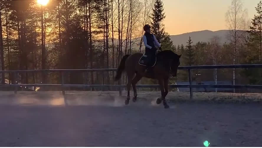 Hoppning hästar till salu: SWB valack i Orsa - Video 4