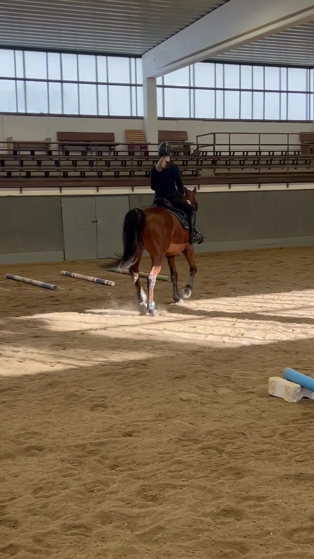 Allround hästar till salu: Okomplicerad valack - Video 1