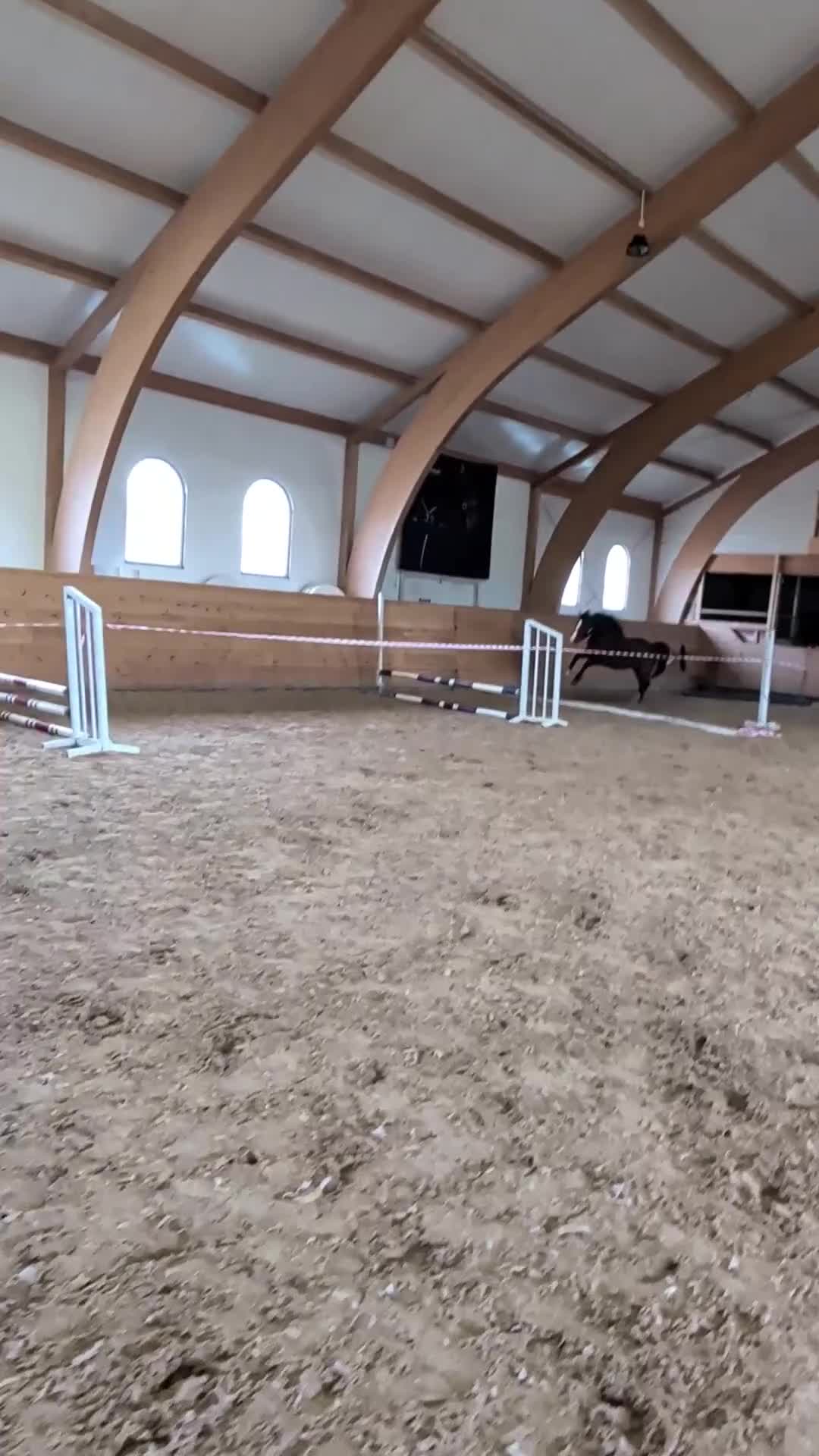 Hoppning hästar till salu: 3-åring med stor potential! - Video 2
