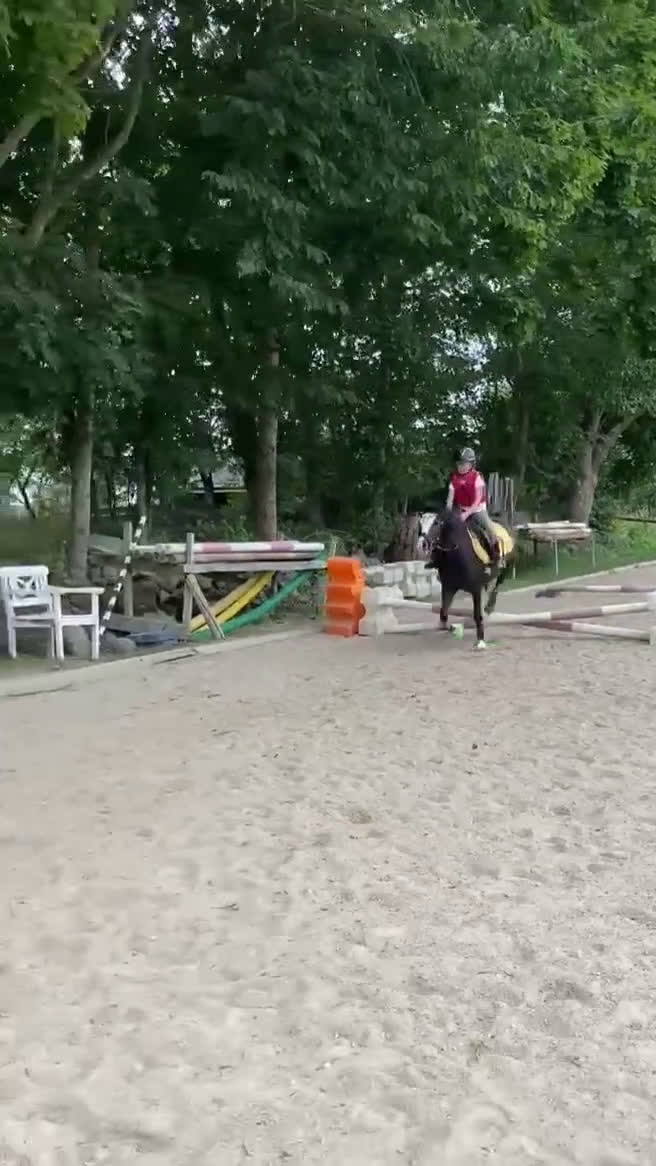 Allround hästar till salu: Allsidig barnponny - Video 4