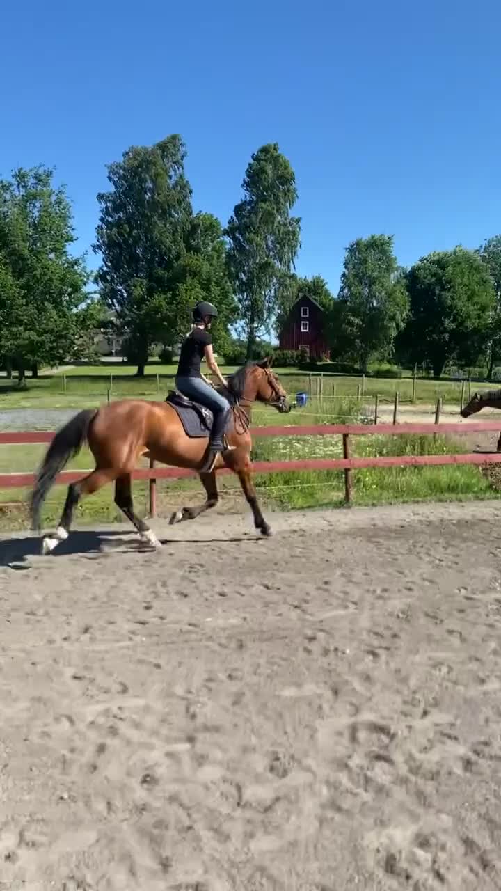 Hoppning hästar till salu: Sto ur svårklassmöderne! - Video 2