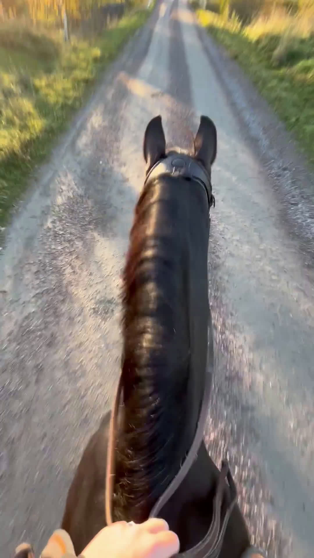 Hoppning hästar till salu: Häst som kan nå så långt du vill!! - Video 2