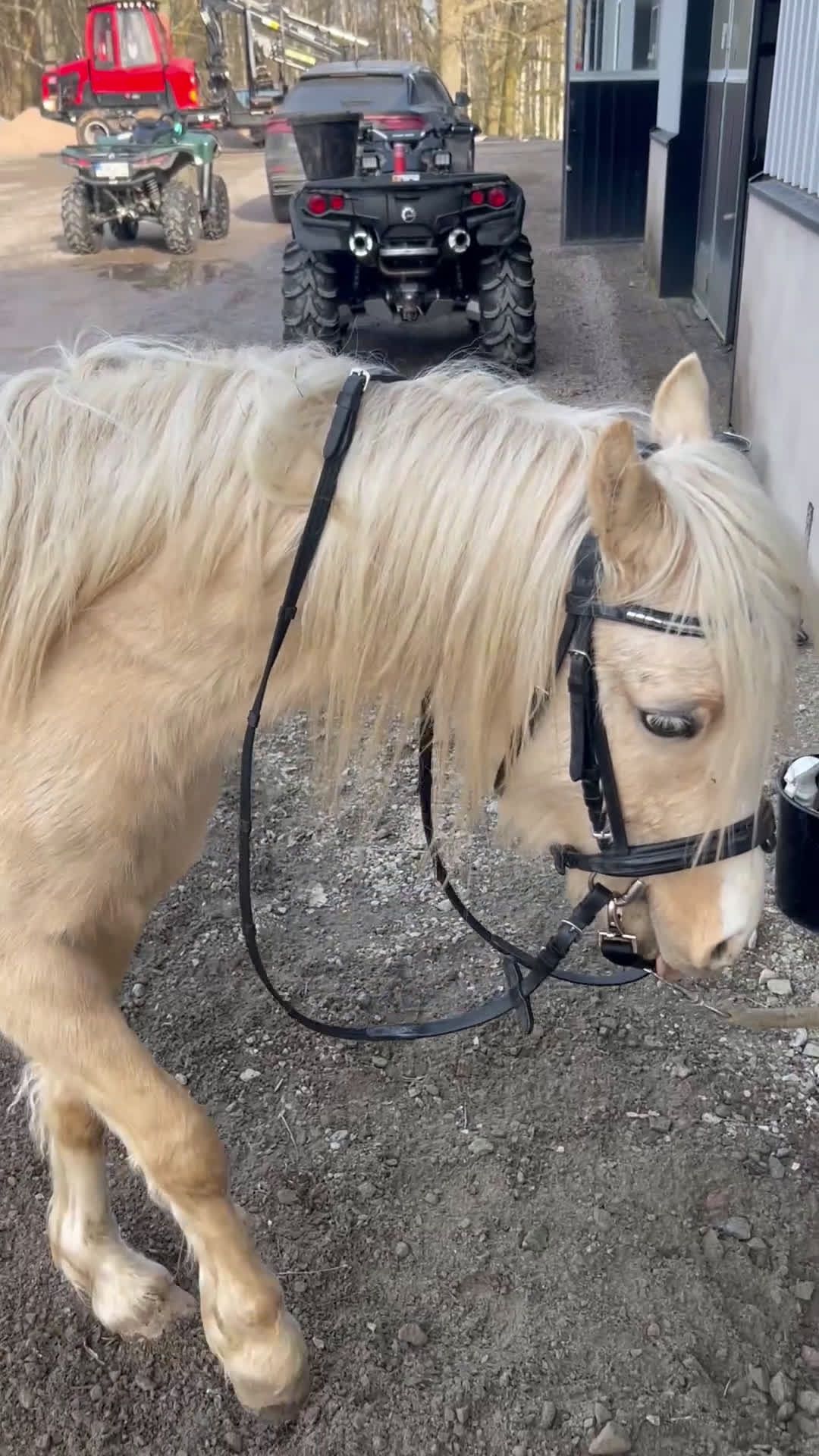 Allround hästar till salu: Söt ponny redo för framtiden i Broaryd - Video 3