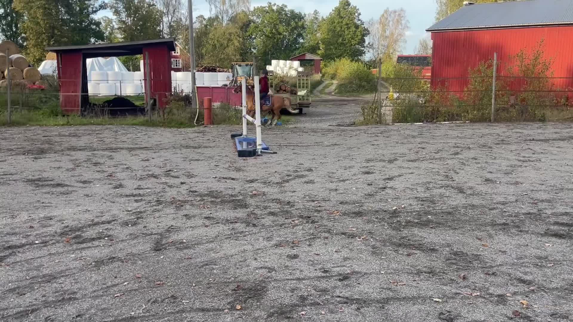 Allround hästar till salu: Charmig och snäll B ponny  - Video 1