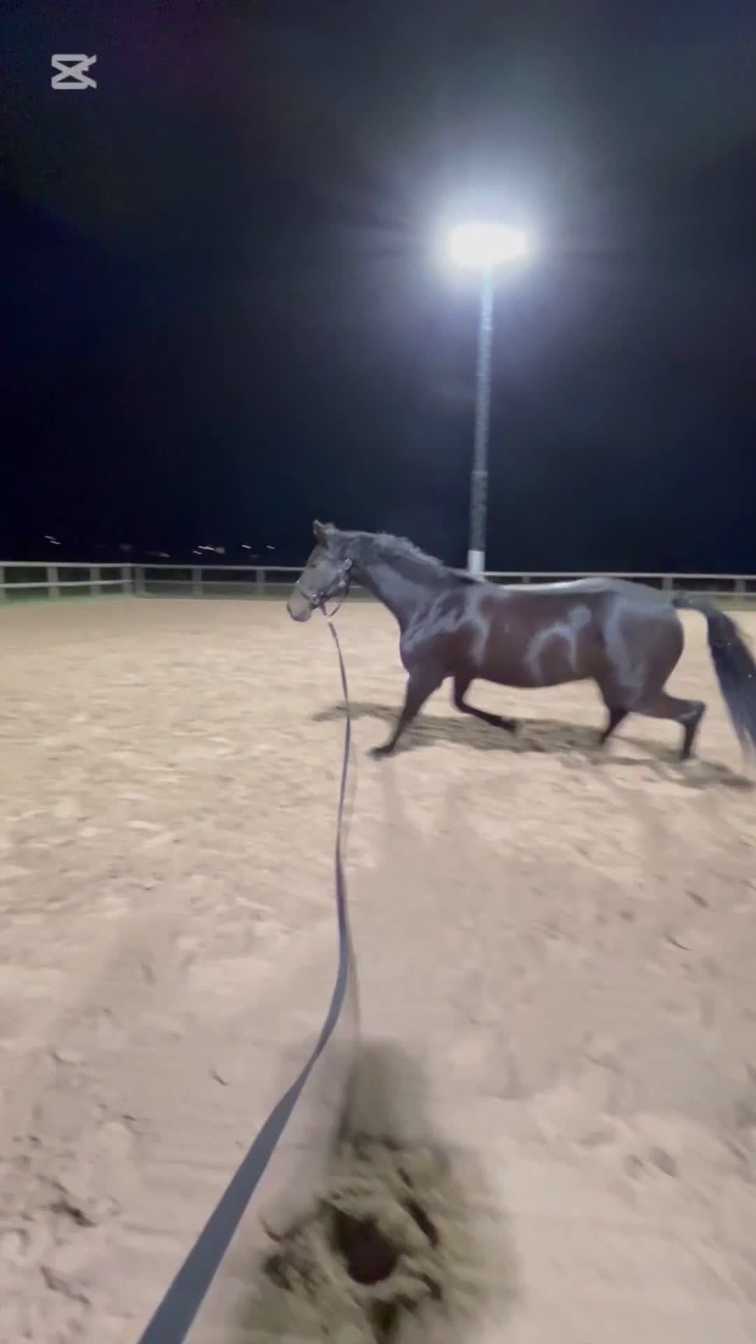 Dressyr hästar till salu: Flashigt SWB-sto - Video 4