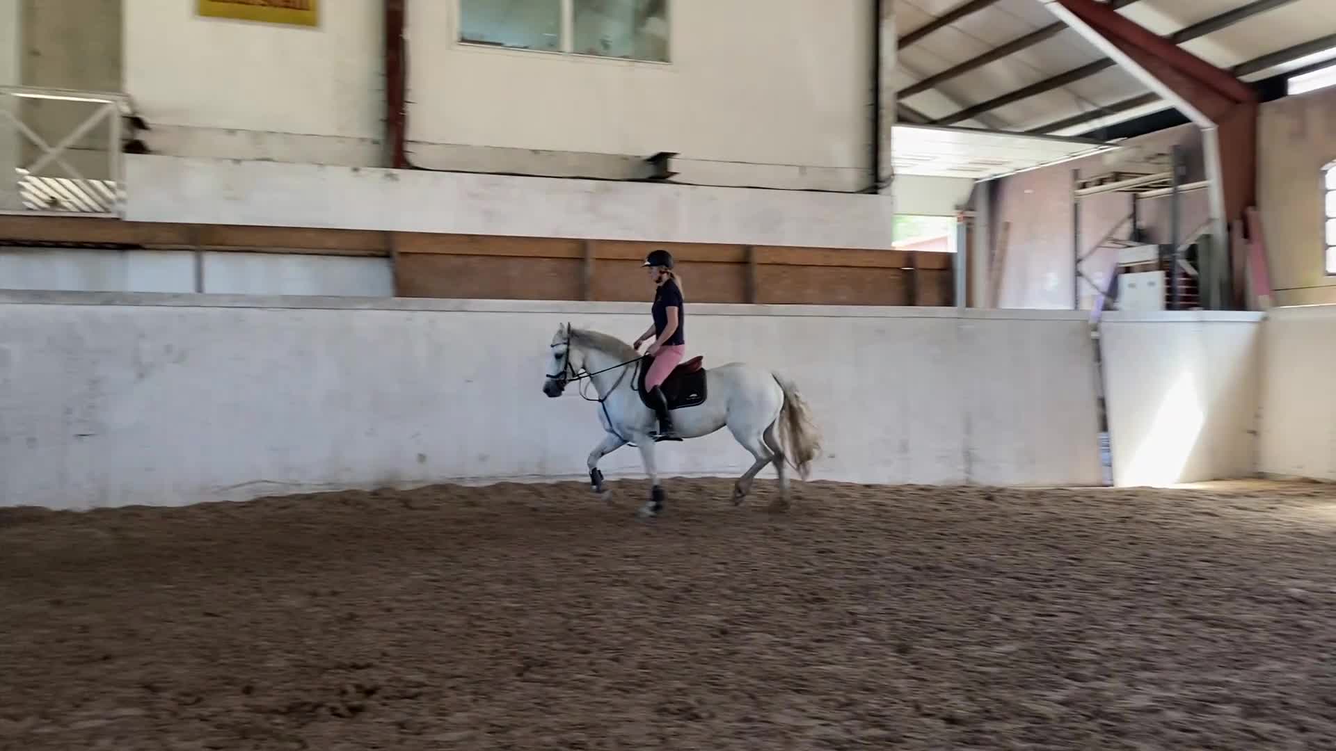 Allround hästar till salu: Vackert Connemara sto för alla discipliner 🌸 - Video 3