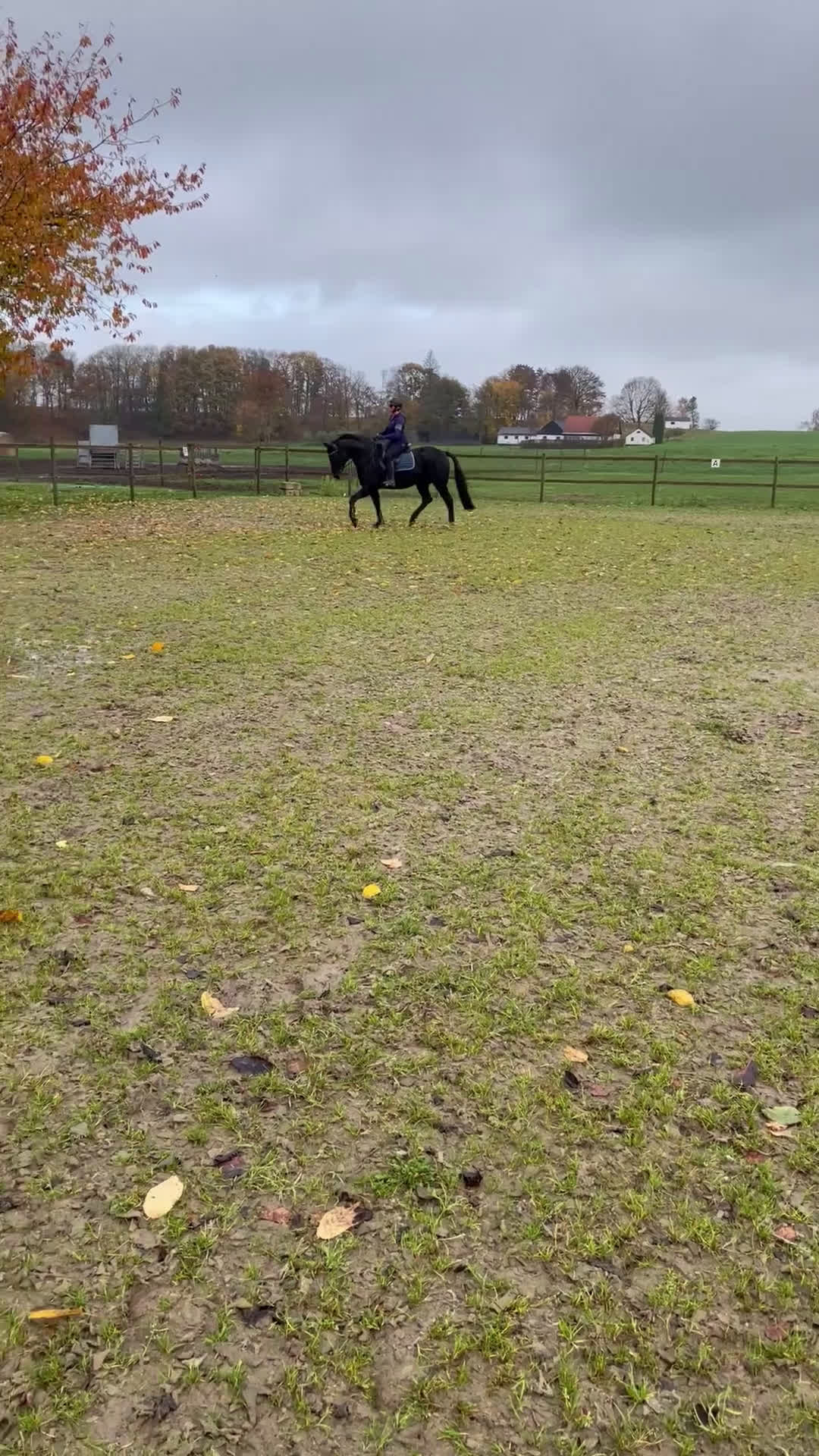 Dressyr hästar till salu: Dressyr sto i Lövestad - Video 2