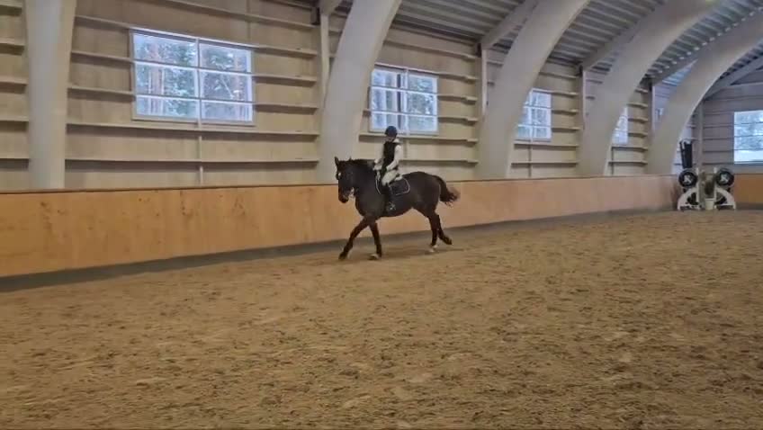 Hoppning hästar till salu: Snällt hoppsto - Video 1