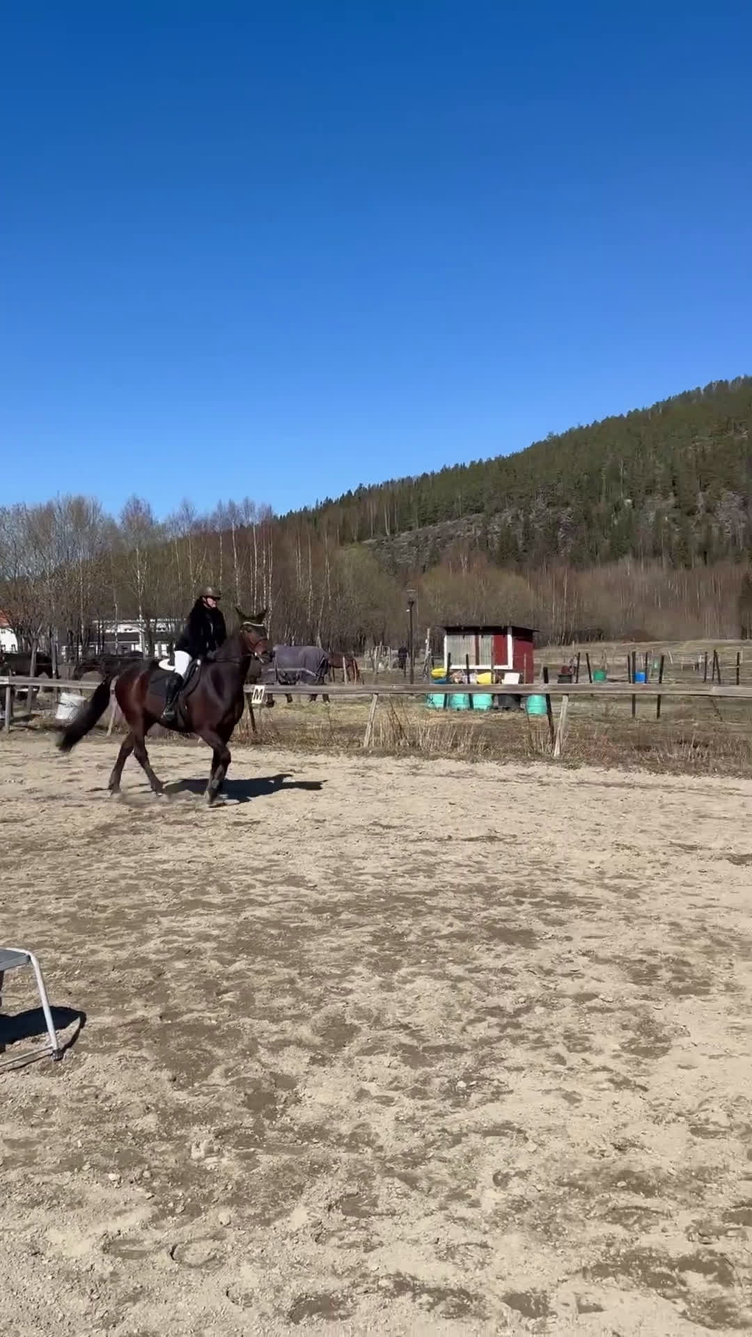 Allround hästar till salu: Ridtravare söker ett för alltid hem i Sundsvall - Video 2