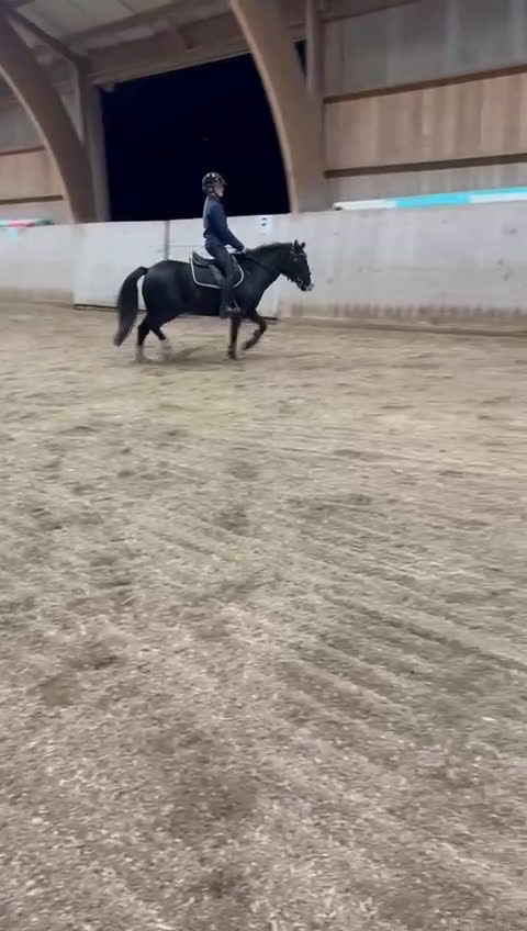 Dressyr hästar till salu: Läromästare i dressyr  - Video 1